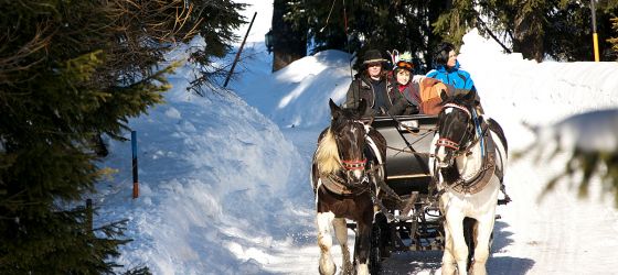 Pferdeschlittenfahrten durch die Winterlandschaft